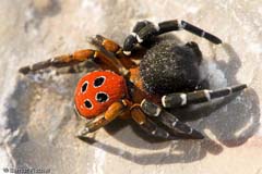 Rhrenspinne - Zum Vergroessern klicken!